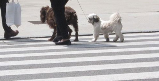 El Ayuntamiento de Palma permitirá a los dueños de perros subir con ellos a algunos autobuses.