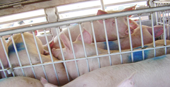 Cerdos siendo transportados en un camión diseñado a tal efecto.