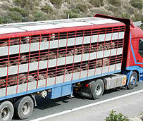 Las asociaciones de transportistas rechazan el nuevo proyecto de regulaci&oacute;n del transporte de animales, seg&uacute;n Fenadismer