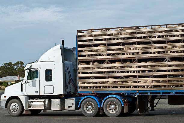 Crisis económica inminente en el Sector del transporte de animales, alerta CETM