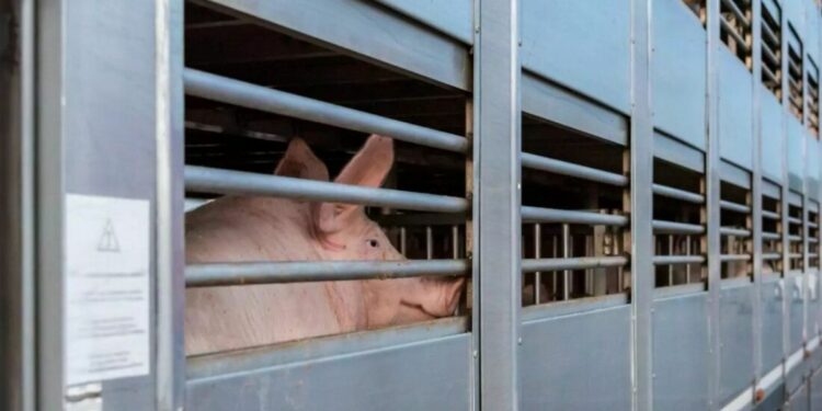 Anta refuerza la coordinación con las Administraciones para frenar la Peste Porcina Africana