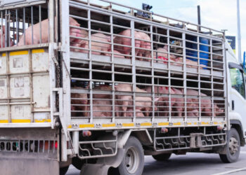 La CETM rechaza las acusaciones sobre el brote de peste porcina africana