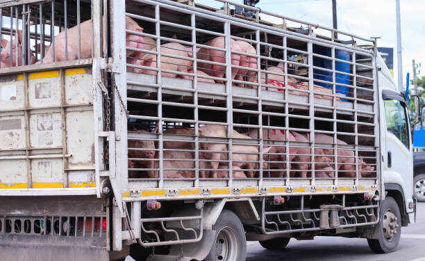 La CETM rechaza las acusaciones sin pruebas del conseller Ordeig sobre el brote de peste porcina africana