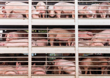 Fenadismer exige al conseller catalán de Agricultura que retire sus acusaciones al Sector