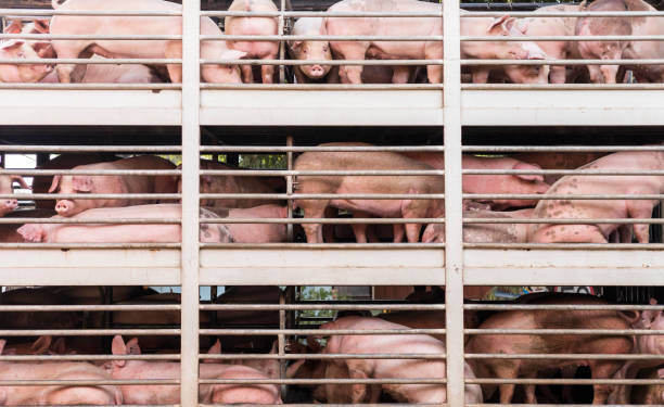 Fenadismer exige al conseller catalán de Agricultura que retire sus acusaciones al Sector