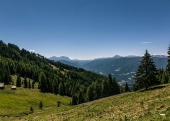 Día Internacional de los Bosques, también en el Sector