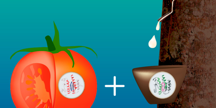 Enzimas del tomate para fabricar caucho natural