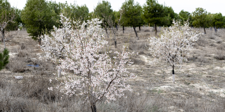 ‘Un Scania, un árbol’, un proyecto sostenible que no para de crecer