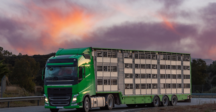 Europa debate el Reglamento de transporte de animales vivos