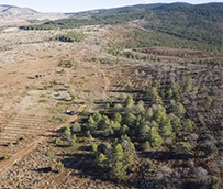 Los clientes de Alsa conocerán la huella de carbono que generan sus viajes