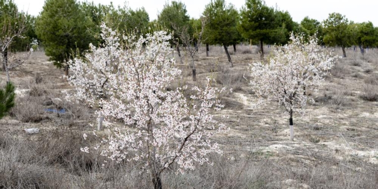 El Bosque Scania, un verdadero pulmón que cumple su primera década