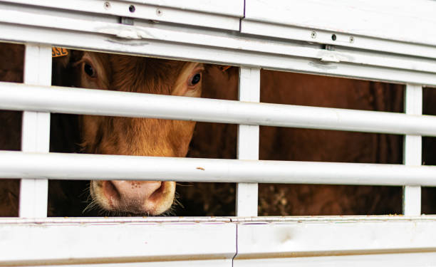 Impacto económico las nuevas medidas en el transporte de animales