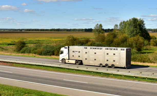 Inquietud en el sector por nuevo reglamento de transporte de animales vivos