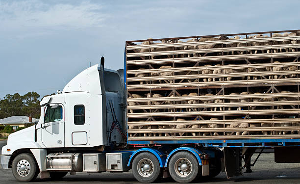 Carrocerías y su efecto en el transporte de animales vivos