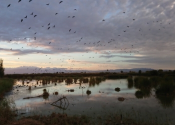 Volkswagen recupera el Delta del Ebro