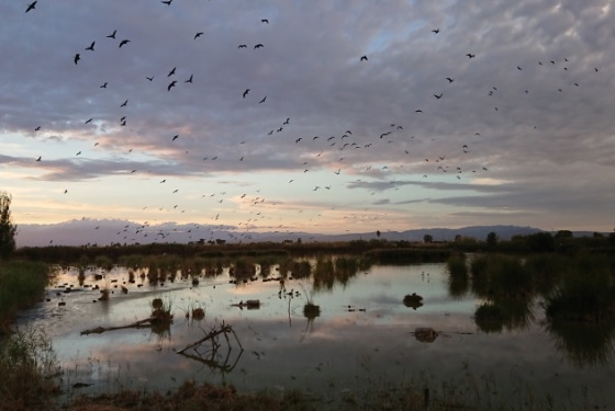 Volkswagen recupera el Delta del Ebro