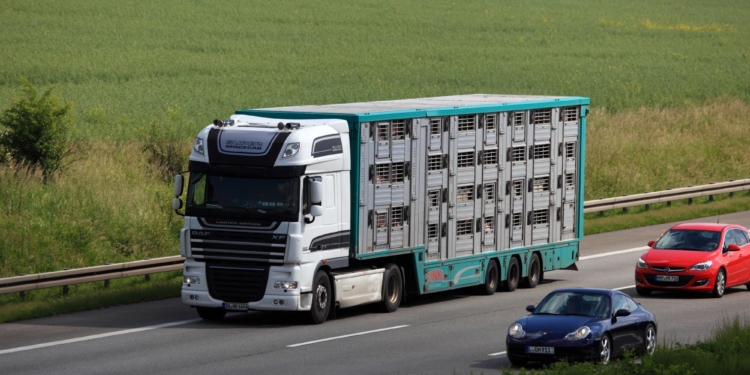 CETM pide cambios en el Reglamento de transporte de animales